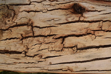 Wood Textures of Puebla, Mexico. Old buildings and Doors, a photography of a close up of a tree trunk with a hole in it, a close up of a piece of wood with a hole in it.