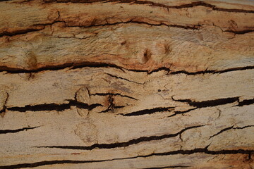 Wood Textures of Puebla, Mexico. Old buildings and Doors, a photography of a close up of a tree trunk with a hole in it, a close up of a piece of wood with a hole in it.