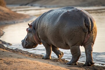 Close-up Rear View of a Hippopotamus,  African Wildlife, Artiodactyl Mammal