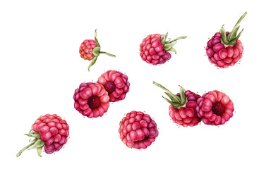 Watercolor illustration Raspberries and blackberries. Hand drawing set of red and violet berries. Graphic design element isolated on white background.