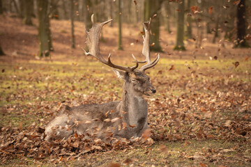 Common Fallow Deer with Closed Eyes and Fallen Autumn Leaves in Blatna. Furry Buck with Antlers Lies Down in Park in Czech Republic.