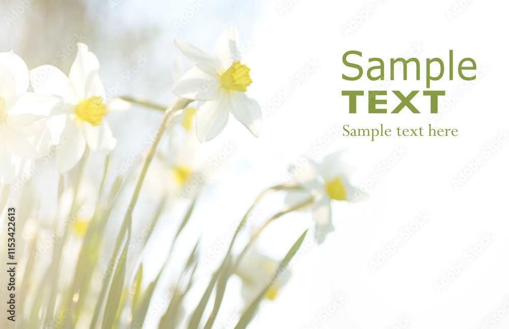 Aufkleber beautiful spring flowers daffodils in green grass in nature on a white background in light pastel co