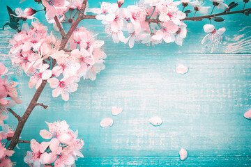 Spring floral background. Fresh pink cherry flowers on turquoise vintage wooden background,...