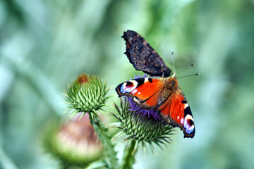 butterfly peacock on purple flower thistle ruffled in summer, Poland