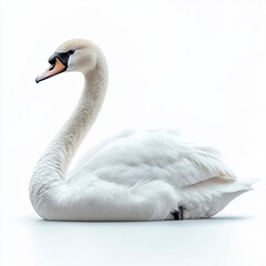 Fototapeta premium A drawing of a swan featured on a white background.
