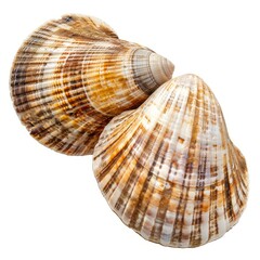 Obraz premium Two beautiful seashells with intricate patterns rest on a clean white background, showcasing the beauty of nature's creations