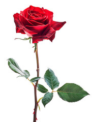 a red rose with green leaves