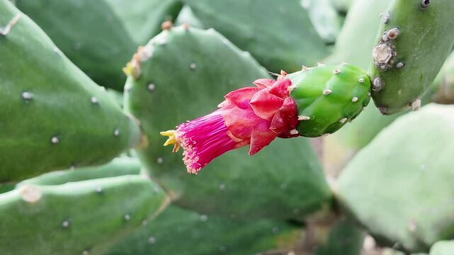 Cactus Flower Blooming: A vibrant pink flower blooms on a prickly pear cactus, showcasing the beauty and resilience of nature. Close-up, macro, desert, plant, succulent, floral, pink, bloom, blossom.