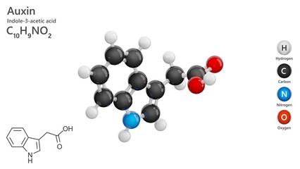 Molecule: Auxin or Indole-3-acetic acid. Plant hormone. Molecular structure. Formula: C10H9NO2. Chemical model: Ball and stick. White background. 3D illustration.