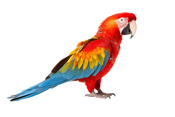 Obraz premium Vibrant Tropical Parrot Isolated on Transparent Background - Colorful Illustration with Precise Details for Design, Creative Projects, and Exotic Decorations - Perfect for Art, Advertising. Png cut.