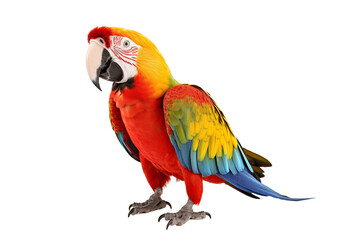 Obraz premium Vibrant Tropical Parrot Isolated on Transparent Background - Colorful Illustration with Precise Details for Design, Creative Projects, and Exotic Decorations - Perfect for Art, Advertising. Png cut.