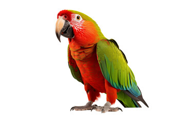 Obraz premium Vibrant Tropical Parrot Isolated on Transparent Background - Colorful Illustration with Precise Details for Design, Creative Projects, and Exotic Decorations - Perfect for Art, Advertising. Png cut.
