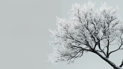 Minimalist Winter Tree Silhouette Against Light Sky for Artistic Expression