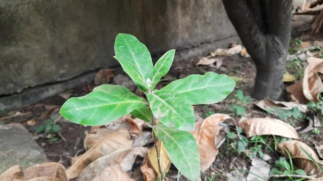 Calotropis gigantea plant. Its other names is&nbsp;crown flower,&nbsp;Giant milkweed, Bowstring hemp, Swallow wort, and Asclepiad tree. This plant is used in many Ayurvedic medicines.&nbsp;