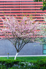 Pink birchapple flowers in spring