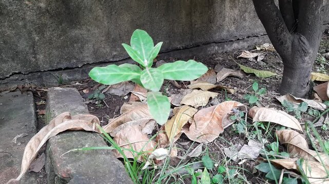 Calotropis gigantea plant. Its other names is&nbsp;crown flower,&nbsp;Giant milkweed, Bowstring hemp, Swallow wort, and Asclepiad tree. This plant is used in many Ayurvedic medicines.&nbsp;