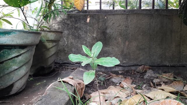 Calotropis gigantea plant. Its other names is&nbsp;crown flower,&nbsp;Giant milkweed, Bowstring hemp, Swallow wort, and Asclepiad tree. This plant is used in many Ayurvedic medicines.&nbsp;