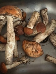 Close-up of wild orange-capped mushrooms scattered in a metal sink, freshly gathered from the forest. 