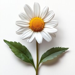 Fototapeta premium a chamomile blossom isolated on a plain white surface.