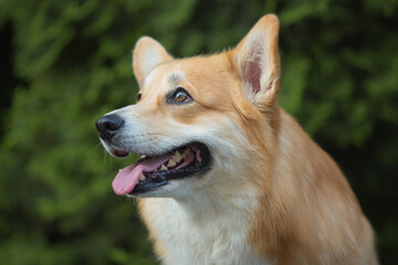 Fototapeta premium Pembroke Welsh Corgi running on green grass