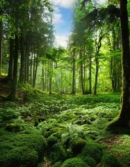  Lush Green Forest 