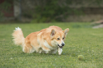 Pembroke Welsh Corgi running on green grass