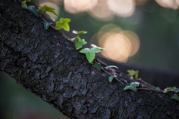 Foglia d'edera su ramo d'albero