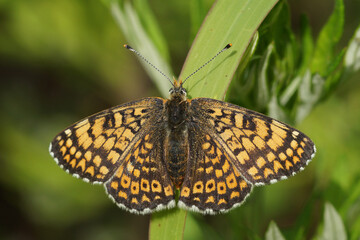 Closeup on a colorful Mediterranean Glanville Fritillary, Melitaea cinxia with spread wings