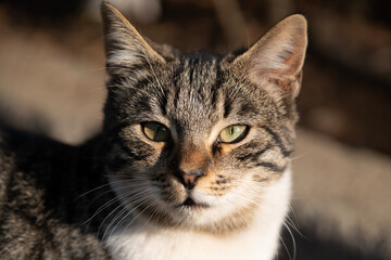 A tabby cat peacefully relaxing on a wooden bench, basking in the warm sunlight. This image captures the serenity and beauty of a quiet moment. Shot with a Sony camera.