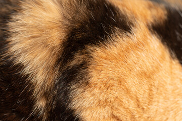 A macro shot showcasing the intricate texture and vibrant colors of cat fur. This close-up captures the softness and beauty of a cat's coat. Shot with a Sony camera.
