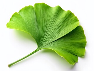Fototapeta premium Ginkgo Biloba Leaf on White: Elegant Green Nature Presentation Template