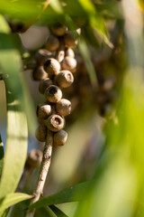 A detailed macro shot of Callistemon (Bottlebrush) seed pods, showcasing their unique texture and shape. This image captures the beauty of nature's intricate designs. Shot with a Sony camera.