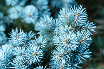 A detailed macro shot of blue spruce needles, showcasing their unique texture and color. This image captures the beauty of nature up close. Shot with a Sony camera.