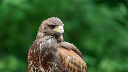 Close-Up of a Majestic Hawk Perched Against a Lush Green Background