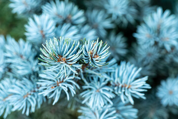 A detailed macro shot of blue spruce needles, showcasing their unique texture and color. This image captures the beauty of nature up close. Shot with a Sony camera.