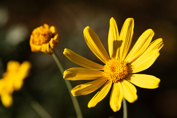 Beautiful bright yellow, daisy-like flowers stand out against a dark background. This image evokes a feeling of joy and natural beauty. Photographed with a Sony camera.