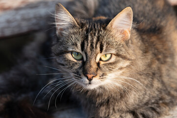 A tabby cat peacefully relaxing on a wooden bench, basking in the warm sunlight. This image captures the serenity and beauty of a quiet moment. Shot with a Sony camera.