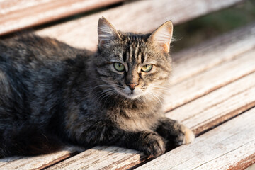 A tabby cat peacefully relaxing on a wooden bench, basking in the warm sunlight. This image captures the serenity and beauty of a quiet moment. Shot with a Sony camera.