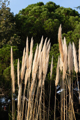 Close-up of fluffy pampas grass plumes swaying gently in the sunlight, with a backdrop of green trees. This image captures the beauty and tranquility of nature. Shot with a Sony camera.
