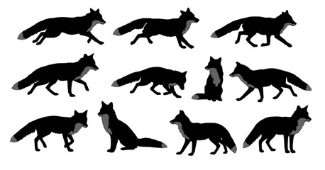 Obraz premium set of fox silhouette on white background isolated vector.