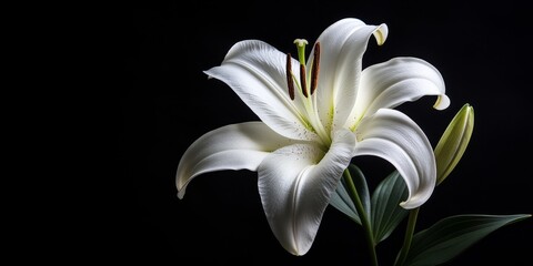 Elegant white lily displayed against a contrasting black background, highlighting the beauty of the white lily while creating a striking visual impact with the pure white lily s delicate petals.