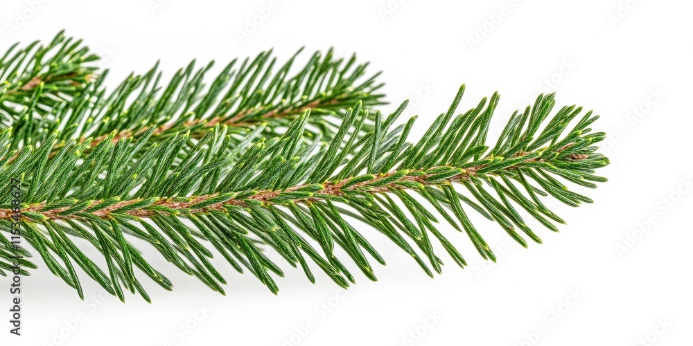 Aufkleber close up of a fir tree branch isolated on a white background, highlighting the unique features of th