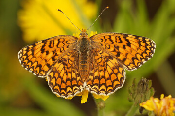 Closeup on the beautiful Provencal Fritillary butterfly, Melitaea deione, with spread wings