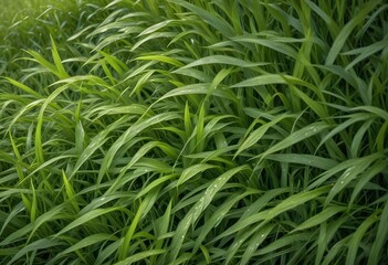 Obraz premium rich verdant grass leaves rustl