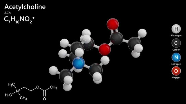 Acetylcholine. Neurotransmitter. Animated 3D model of a molecule. Molecular formula: C7H16NO2. Chemical model: Ball and sticks. Black background. 3D rendering. Seamless loop.