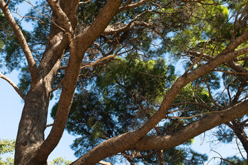 Top of pine tree on a sunny day. Pine landscape for publication, poster, calendar, post, screensaver, wallpaper, postcard, banner, cover. High quality photo