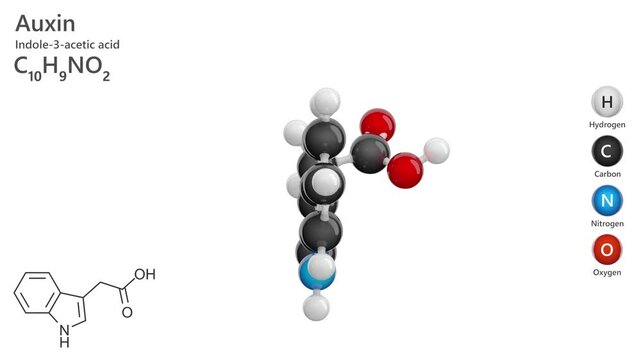 Auxin or Indole-3-acetic acid. Plant hormone. Animated 3D model of a molecule. Molecular formula: C10H9NO2. Chemical model: Ball and stick. White background. 3D rendering. Seamless loop.