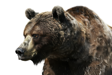 Grizzly Bear PNG Isolated on Transparent Background