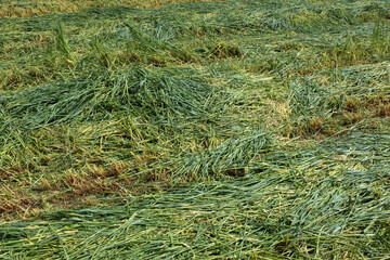 Freshly Cut Grass Field with Visible Track Lines in Rural Landscape. Rural life, agricultural practices, and the beginning stages of hay or silage production. High quality photography