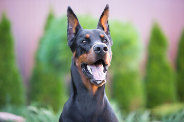 Doberman walking in a green area